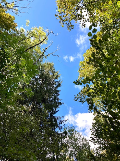 Las i niebo z dołu do góry zobacz fotografię mobilną