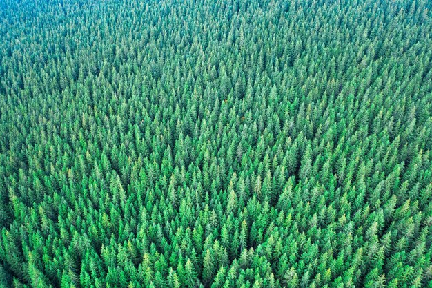 Las iglasty Green Mountain Widok Drone Abstrakcyjna naturalnego tła