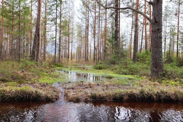 las iglasty lato krajobraz zielone drzewa na zewnątrz tło natura