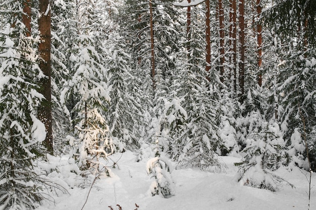 Las iglasty, pokryty śniegiem.