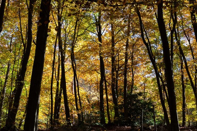 Las jesienią z kolorowymi drzewami