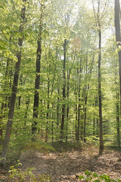 Las komunalny Saint-Pierre-LÃ¨s-Elbeuf