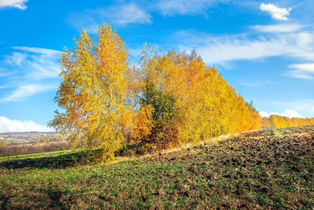 Las liściasty i zaorane pole jesienią