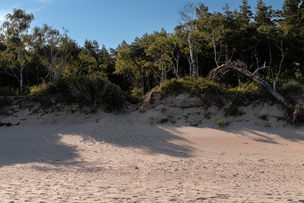 Las liściasty przylegający do plaży na wybrzeżu Morza Bałtyckiego w słoneczny letni dzień Mierzeja Kurońska Obwód Kaliningradzki Rosja