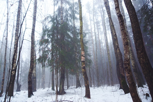 Las Liściasty Wczesną Zimą W Mglistej Pogodzie.