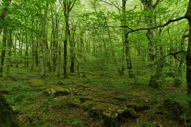Zdjęcie las liściasty z drzewami i bardzo zielony