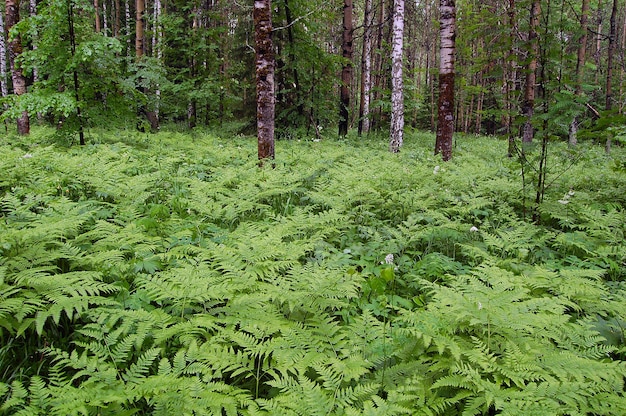 Las liściasty z gęstym podszyciem paproci