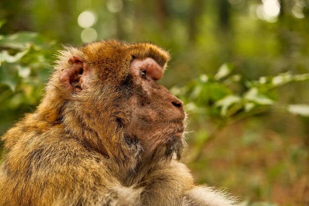 Zdjęcie las małp portret makaki barbarzyńskiej macaca fascicularis