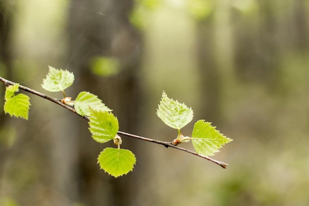 Las na wiosnę las brzozowy brzozy zielenieją budząca się przyroda ochrona środowiska ekologiczne miejsce materiał naturalny spacery miejsce dzika przyroda