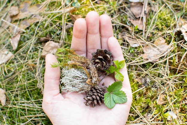 Zdjęcie las na wiosnę las brzozowy brzozy zielenieją budząca się przyroda ochrona środowiska ekologiczne miejsce materiał naturalny spacery miejsce dzika przyroda