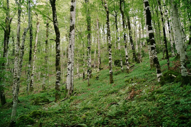 Las na zboczu góry w parku Biogradska Góra Czarnogóra