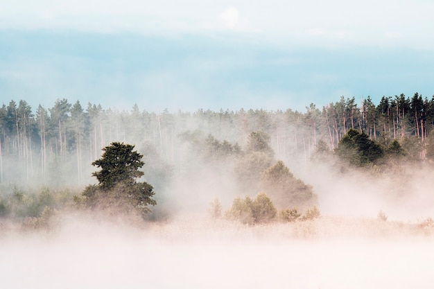 Zdjęcie las nad brzegiem rzeki w porannej mgle. krajobraz.