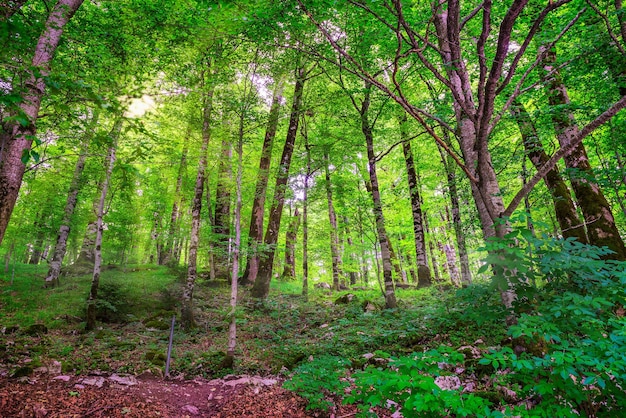 Las nad jeziorem Biogradskoe