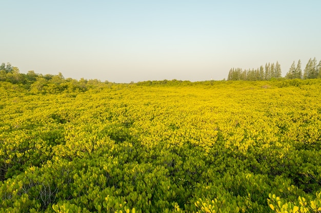 Las namorzynowy lub Golden Mangrove Field jest znanym miejscem dla turystyki przyrodniczej w Rayong