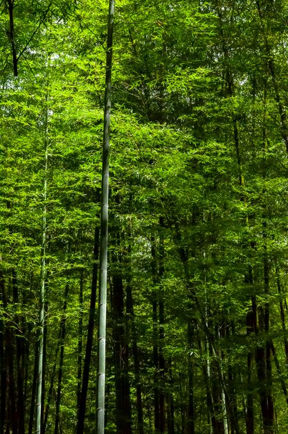 Las narodowy świeży zielony bambusowy las bambusowy