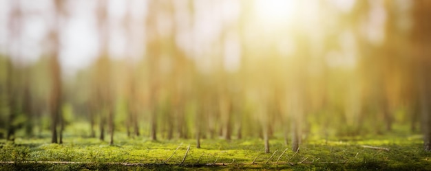 Zdjęcie las niewyraźny panorama piękne tło