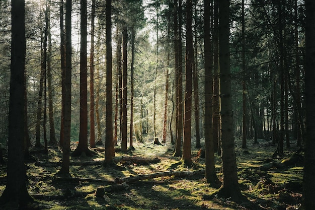 Las pełen wysokich drzew i innych roślin