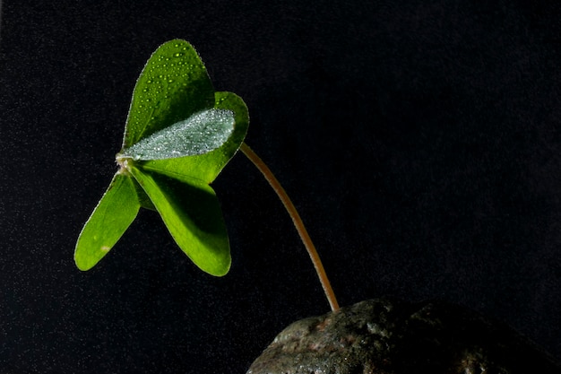 las plantas y la vida