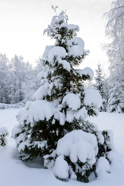 Las pokrył się ciężkim śniegiem w sezonie zimowym w Laponii w Finlandii.