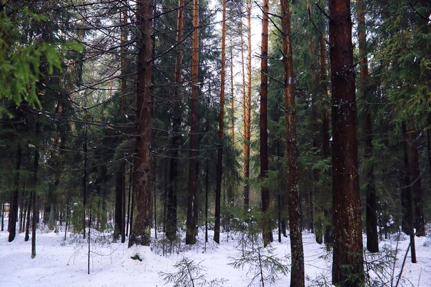 Las Pokryty śniegiem Mróz I Opady śniegu W Parku Zimowy śnieżny Mroźny Krajobraz