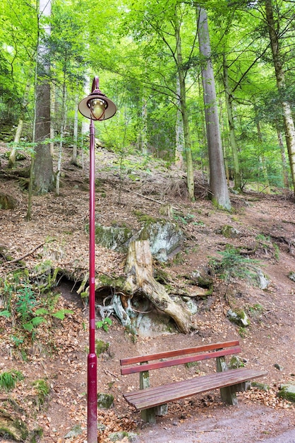 Las Schwarzwald w południowo-zachodnich Niemczech