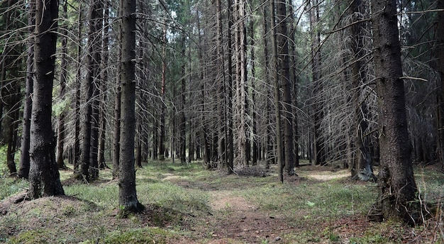 Las sosnowy. Głębiny lasu. Podróżuj leśnymi ścieżkami. Drzewa bez liści wczesną wiosną. Trekking przez rezerwat.