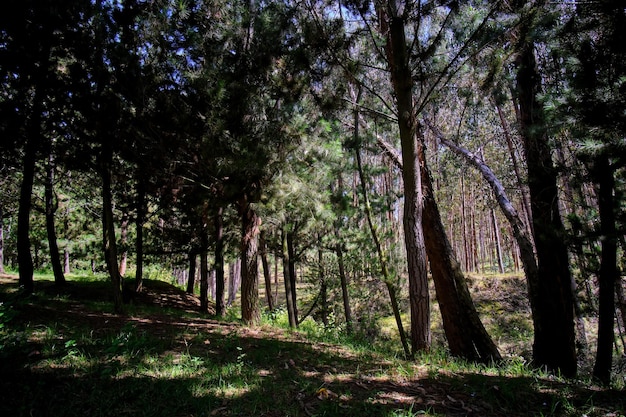 Las sosnowy Pinus radiata