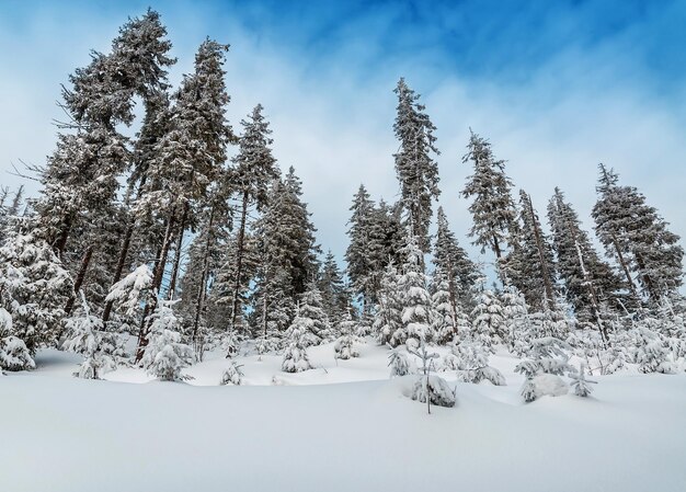 Las sosnowy pokryty śniegiem w górach zimą