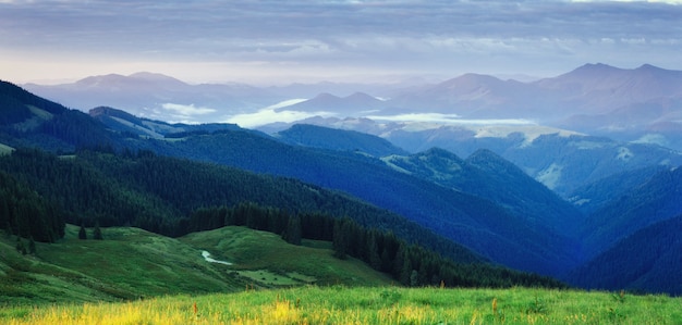 Las sosnowy. Świat piękna Karpaty. Ukraina, Europa