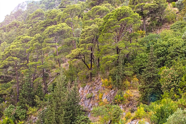 Las sosnowy w górach Czarnogóry. Górski krajobraz z cedrowymi sosnami.