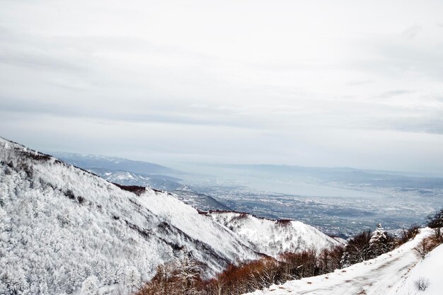 Las sosnowy w śnieżnym krajobrazie pod pochmurnym niebem