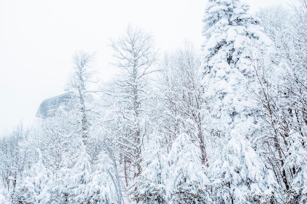 Zdjęcie las sosnowy w śnieżnym krajobrazie pod pochmurnym niebem