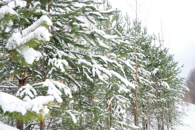 Las sosnowy w zimie w ciągu dnia w silnych mrozach Karelia Śnieg na gałęziach iglastych Mroźna słoneczna pogoda antycyklon Szkocka sosna Pinus sylvestris jest rośliną sosną Pinus z Pinaceae