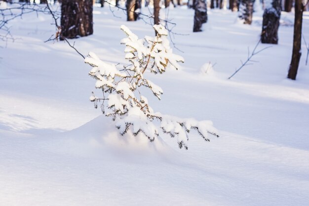 Zdjęcie las sosnowy w zimie