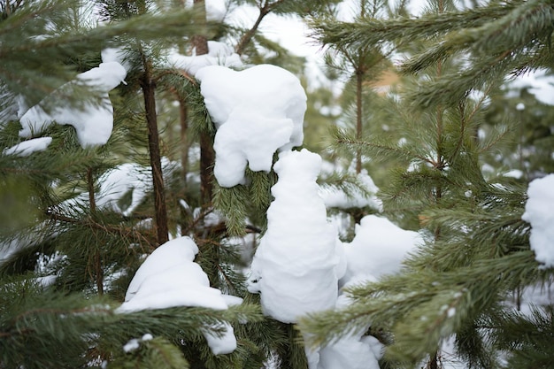 Las sosnowy zimą, światło dzienne na śniegu