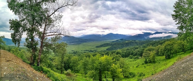 Las stojący przy skałach z widokiem na alpejskie łąki Płaskowyż LagoNaki w Adygei Rosja 2021