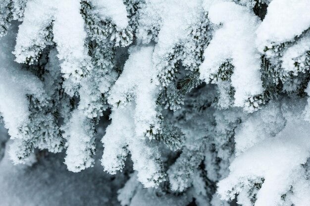 Las świerkowy pokryty śniegiem w zimowym krajobrazie