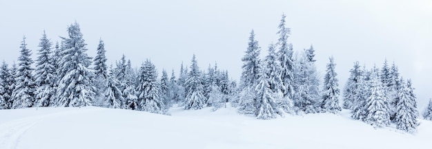 Las świerkowy pokryty śniegiem w zimowym krajobrazie