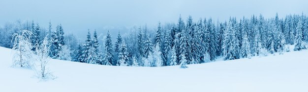 Las świerkowy pokryty śniegiem w zimowym krajobrazie