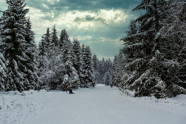 Las świerkowy pokryty śniegiem zimą malowniczy widok ośnieżonych świerków w mroźny dzień