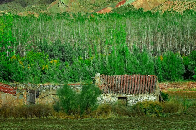 Las topolowy w Alameda w dolinie rzeki Fardes - Granada