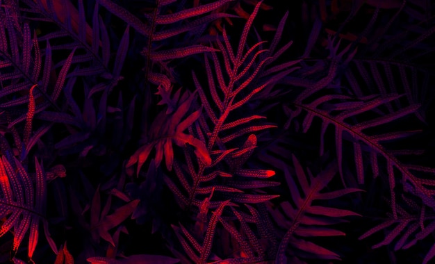 Las tropikalny liści świeci na czarnym tle światła Wysoki kontrast
