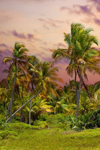 Las tropikalny, palmy na tle plaży palm.