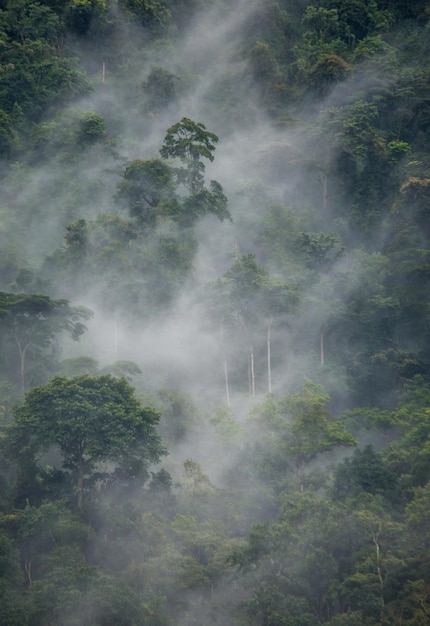 Las tropikalny w porannej mgle Bwindi Nieprzenikniony Park Narodowy Uganda Afryka