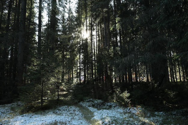 Las w Karpatach w jesienny dzień ze śniegiem