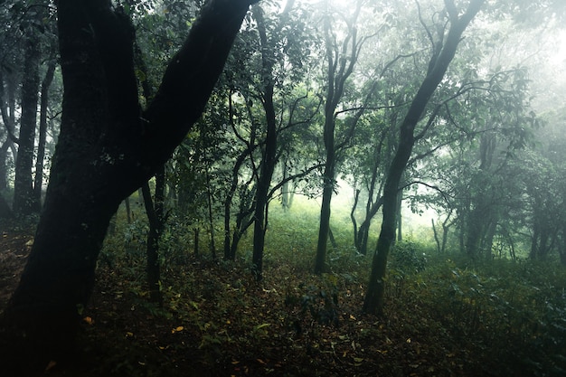 Las w mglisty deszczowy dzień, paprocie i drzewa