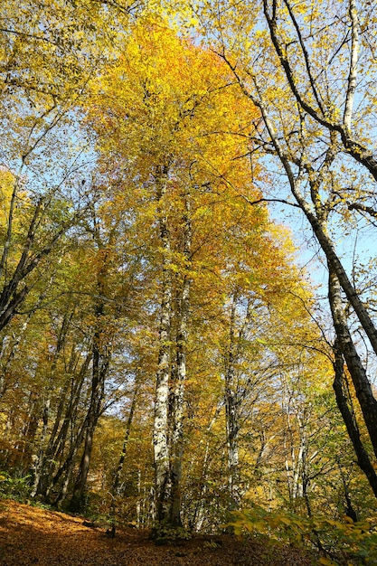 Las w Parku Narodowym Yedigoller Bolu Turcja