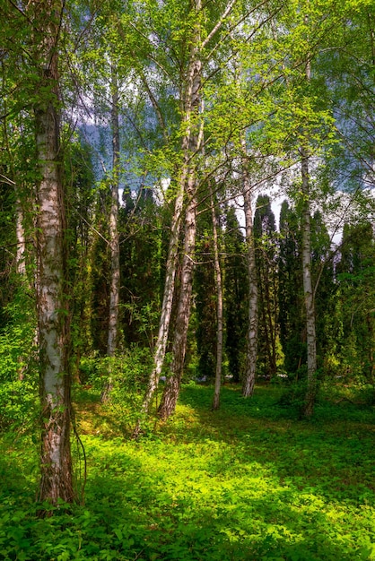 Las z brzozami i roślinnością na tle błękitnego nieba