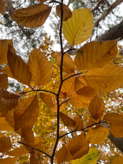 Las z drzewami jesienią, drzewa i gałęzie z liśćmi w jesiennych tonach