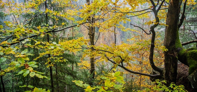 Las Z Jesiennymi Liśćmi. Karpaty, Ukraina. Jaremcze